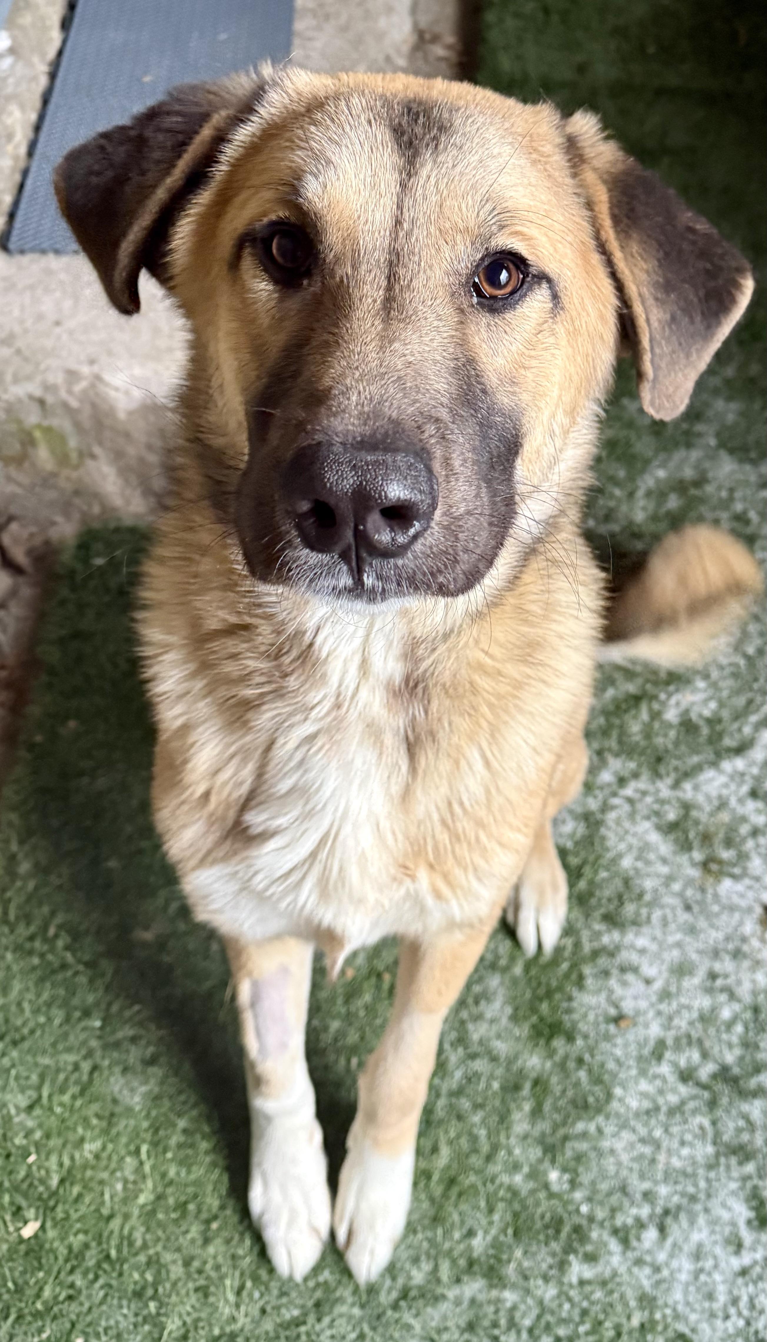 Big Foot, a ADOPTABLE Anatolian Shepherd in Tomkins Cove, NY image 4/5