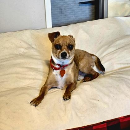 Brutus, Adoptable, Adult Male Chihuahua & Mixed Breed.