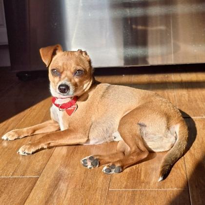 Enlarge Brutus, a Adoptable mixed breed in Elk Grove Village, IL image 2/3