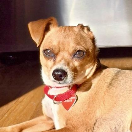 Enlarge Brutus, a Adoptable mixed breed in Elk Grove Village, IL image 3/3