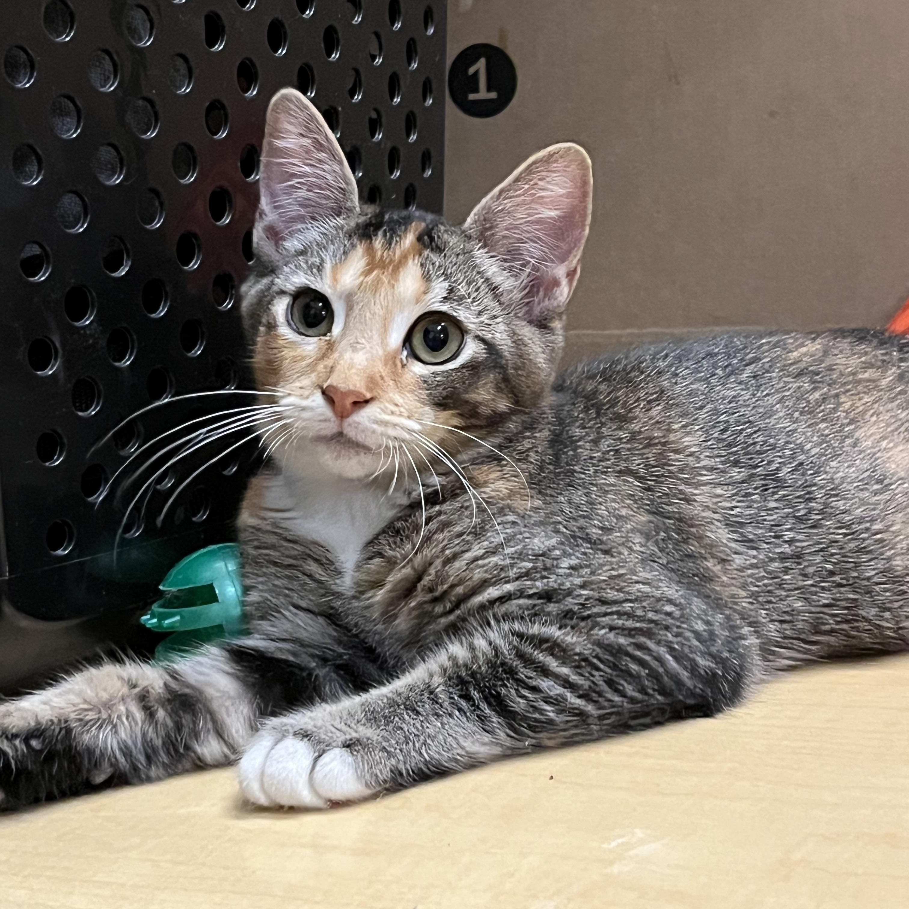 Chapis, Adoptable, Young Female Domestic Short Hair.