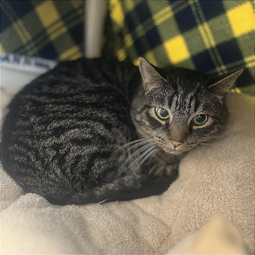 Door Buster, Adoptable, Adult Female Domestic Short Hair.