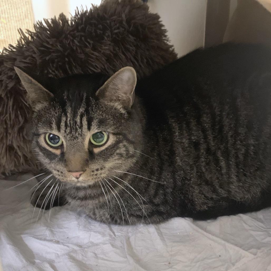 Enlarge Door Buster, a Adoptable Domestic Short Hair in York, PA image 2/2