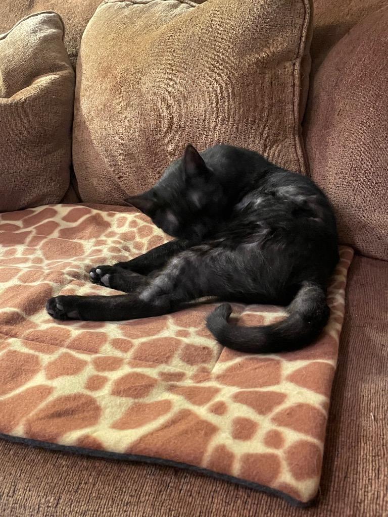 Enlarge Charlie, a Adoptable mixed breed in New York, NY image 1/6