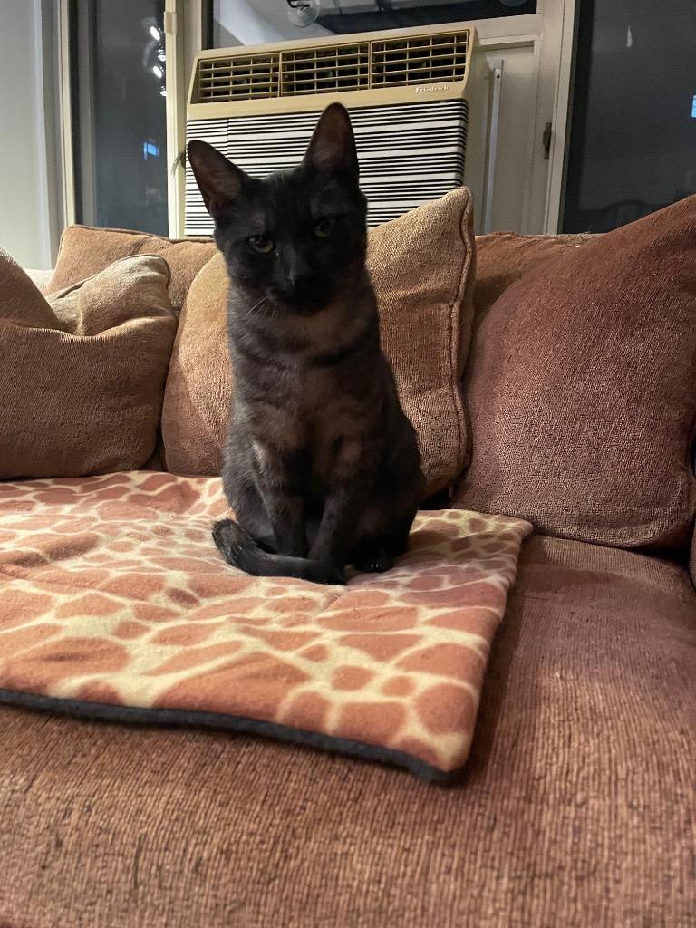 Enlarge Charlie, a Adoptable mixed breed in New York, NY image 2/6