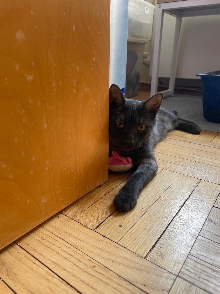 Enlarge Charlie, a Adoptable mixed breed in New York, NY image 3/6