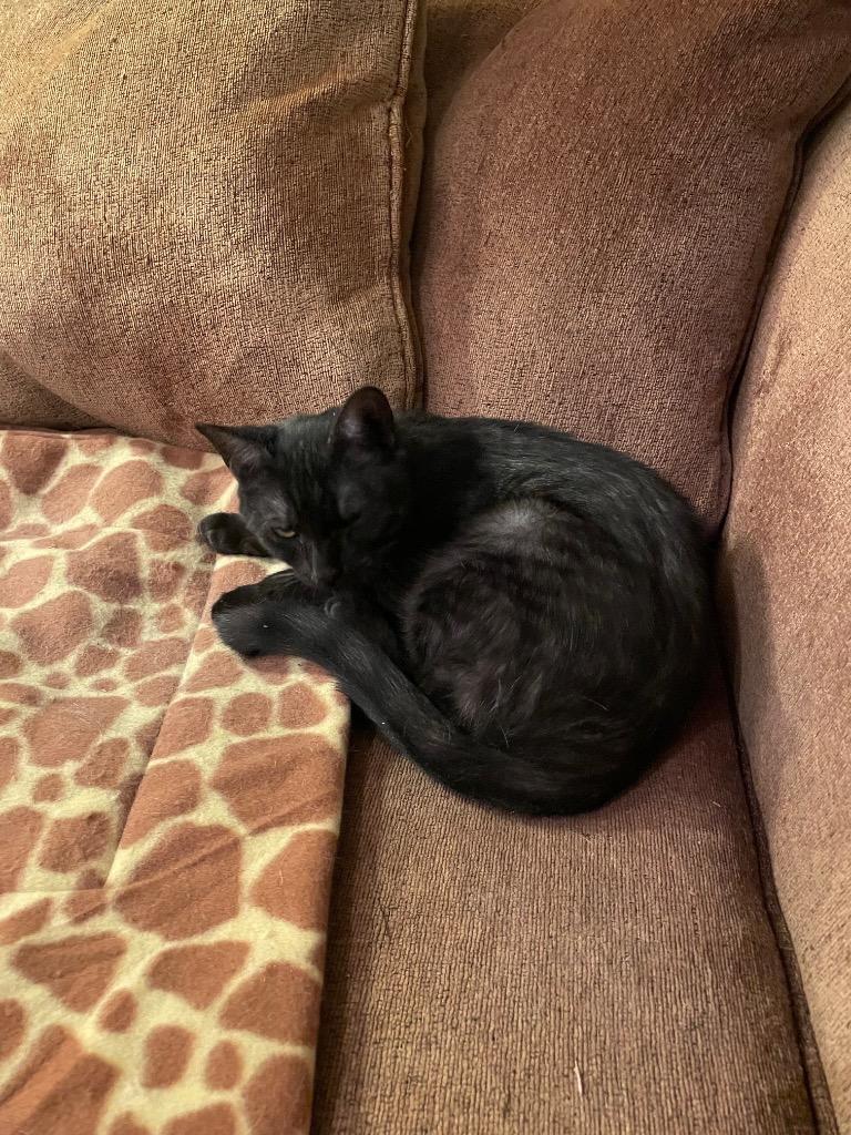 Enlarge Charlie, a Adoptable mixed breed in New York, NY image 4/6