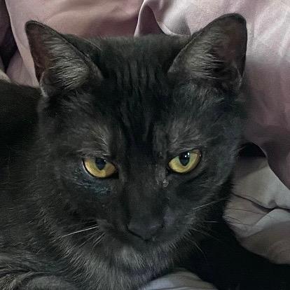 Enlarge Charlie, a Adoptable mixed breed in New York, NY image 5/6