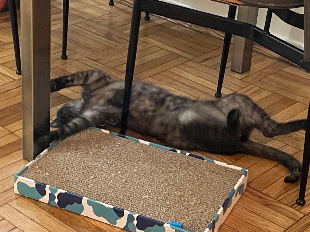 Enlarge Charlie, a Adoptable mixed breed in New York, NY image 6/6