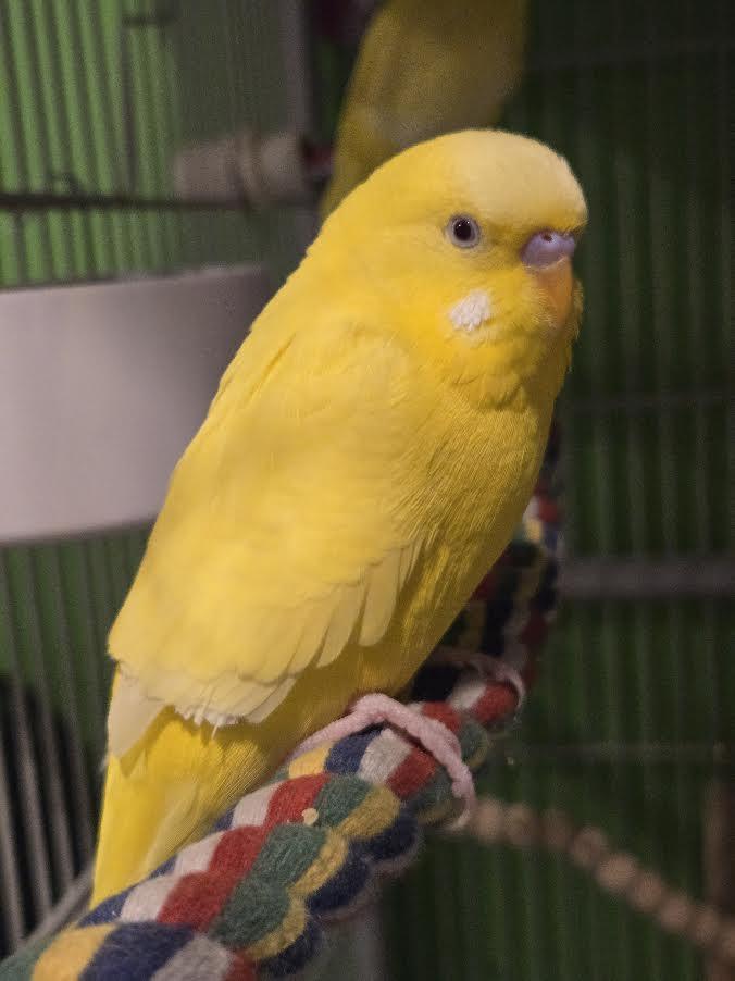 Enlarge Caraxes and Syrax, a Adoptable Parakeet (Other) in Bellingham, WA image 1/5