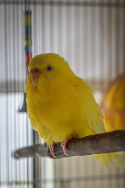 Enlarge Caraxes and Syrax, a Adoptable Parakeet (Other) in Bellingham, WA image 4/5