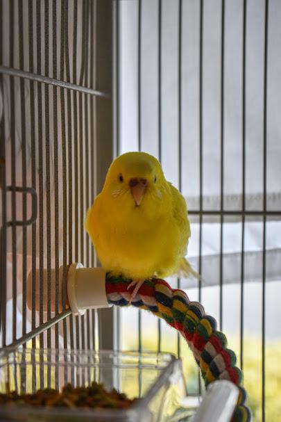 Enlarge Caraxes and Syrax, a Adoptable Parakeet (Other) in Bellingham, WA image 5/5