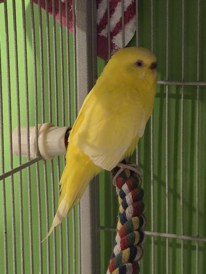Enlarge Caraxes and Syrax, a Adoptable Parakeet (Other) in Bellingham, WA image 3/5