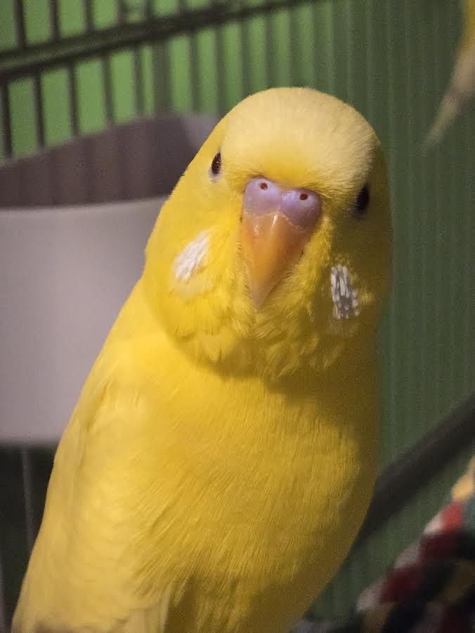 Enlarge Caraxes and Syrax, a Adoptable Parakeet (Other) in Bellingham, WA image 2/5