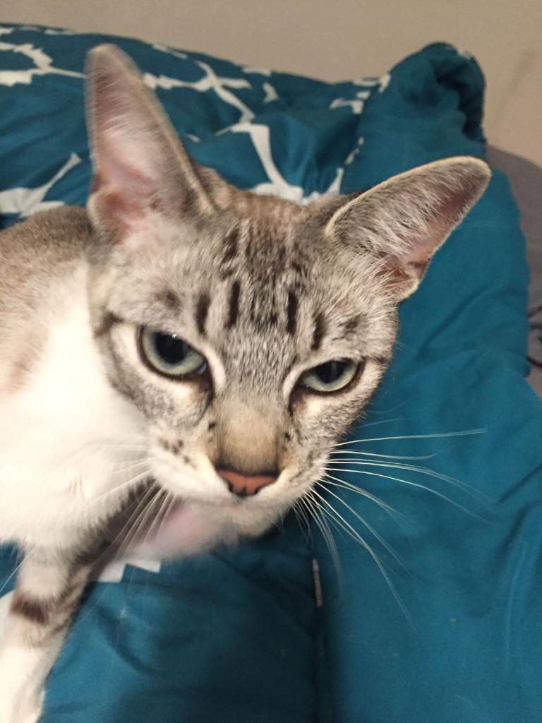 Rigel 4