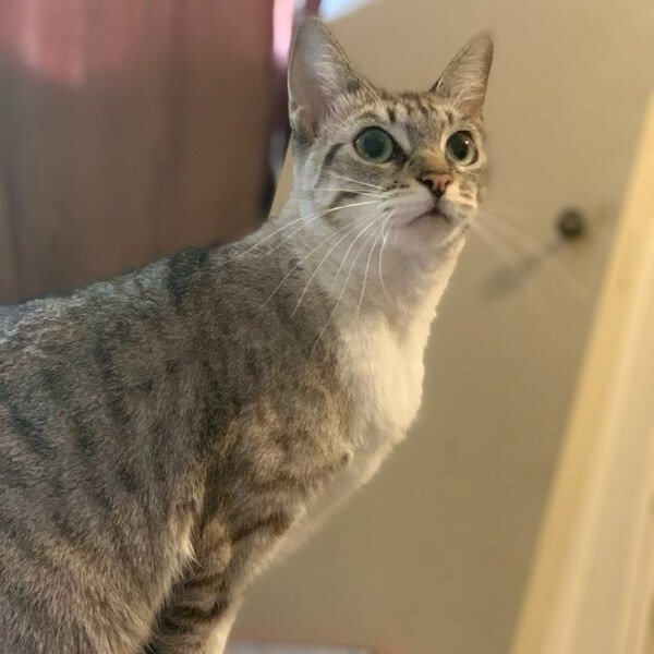 Rigel 5