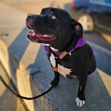 Enlarge Rocco, a Adoptable Pit Bull Terrier in Manhattan Beach, CA image 1/6