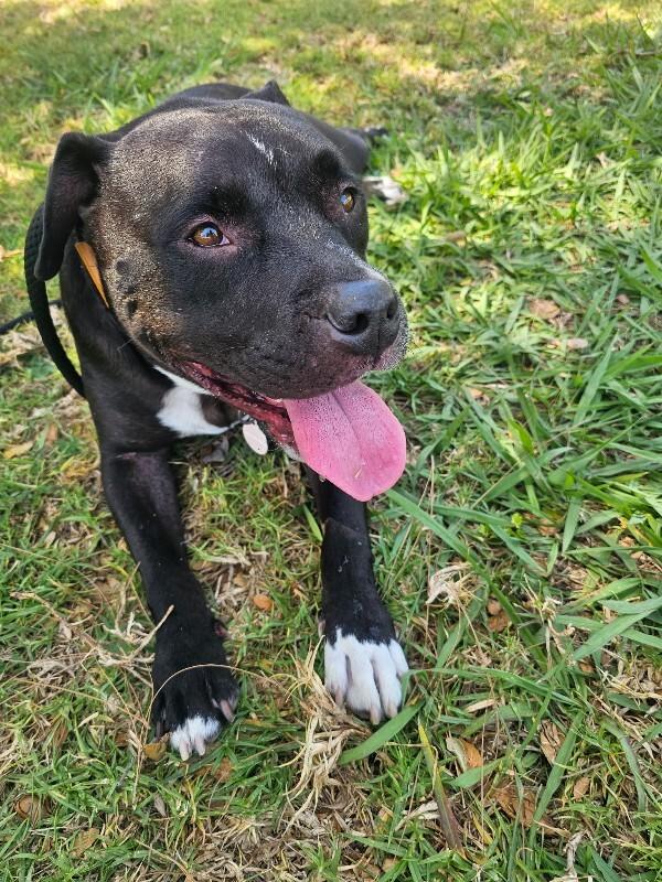 Rocco, Adoptable, Adult Male Pit Bull Terrier.