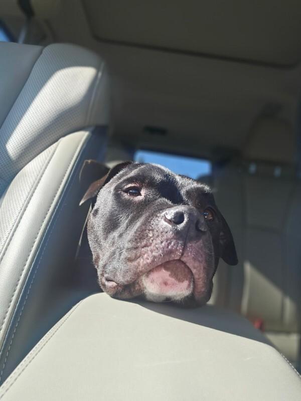 Enlarge Rocco, a Adoptable Pit Bull Terrier in Manhattan Beach, CA image 2/6