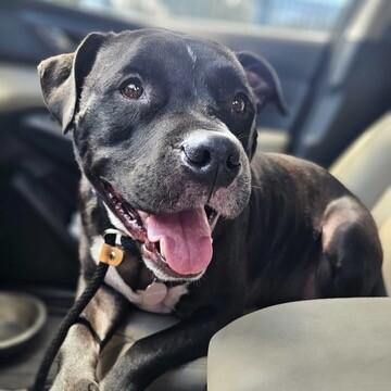 Enlarge Rocco, a Adoptable Pit Bull Terrier in Manhattan Beach, CA image 3/6
