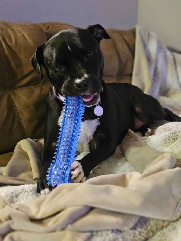 Enlarge Rocco, a Adoptable Pit Bull Terrier in Manhattan Beach, CA image 4/6