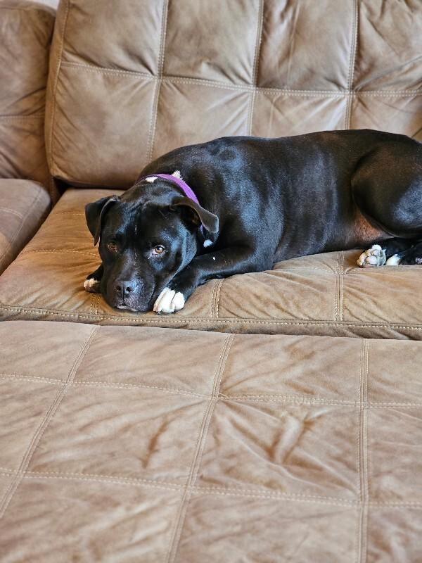 Enlarge Rocco, a Adoptable Pit Bull Terrier in Manhattan Beach, CA image 2/6