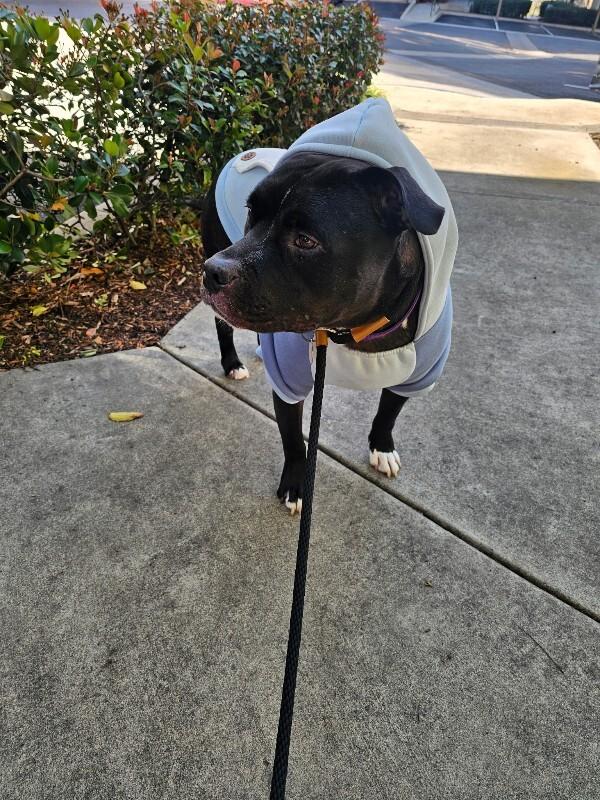 Enlarge Rocco, a Adoptable Pit Bull Terrier in Manhattan Beach, CA image 5/6