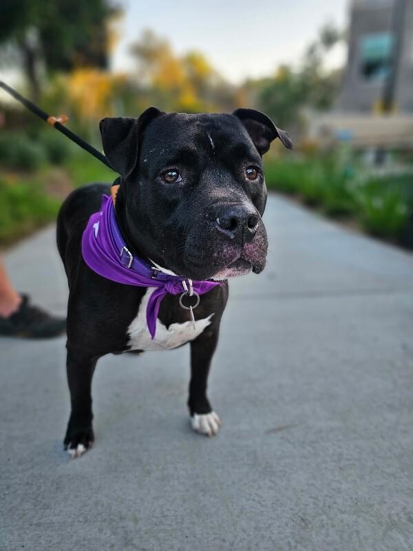 Enlarge Rocco, a Adoptable Pit Bull Terrier in Manhattan Beach, CA image 3/6