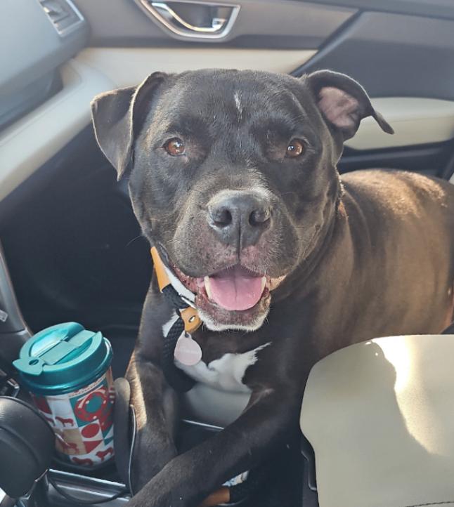 Enlarge Rocco, a Adoptable Pit Bull Terrier in Manhattan Beach, CA image 3/6