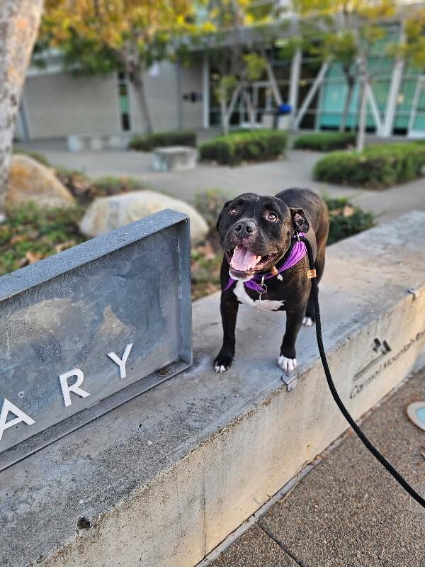 Enlarge Rocco, a Adoptable Pit Bull Terrier in Manhattan Beach, CA image 4/6
