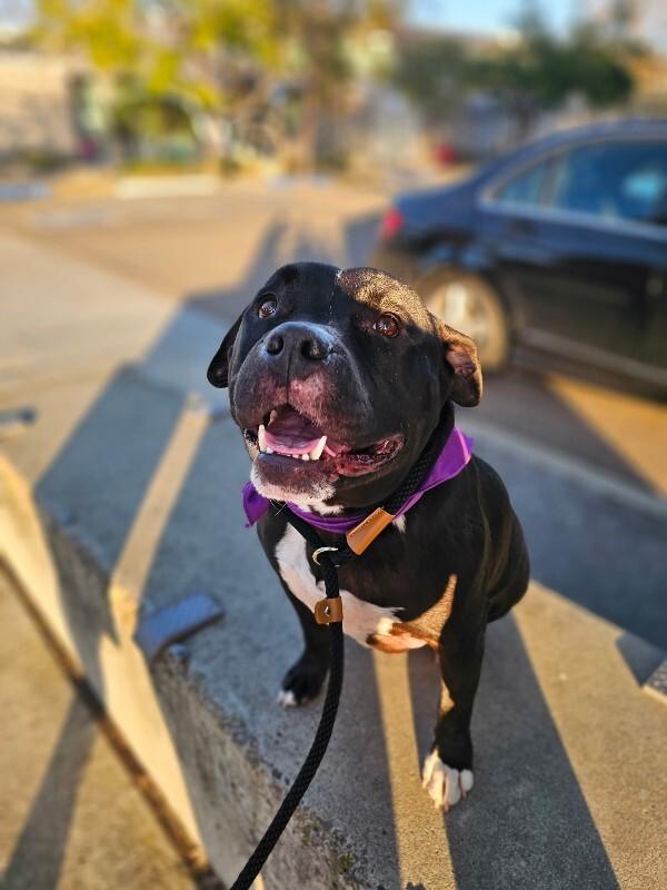 Enlarge Rocco, a Adoptable Pit Bull Terrier in Manhattan Beach, CA image 5/6