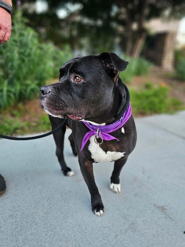 Enlarge Rocco, a Adoptable Pit Bull Terrier in Manhattan Beach, CA image 6/6