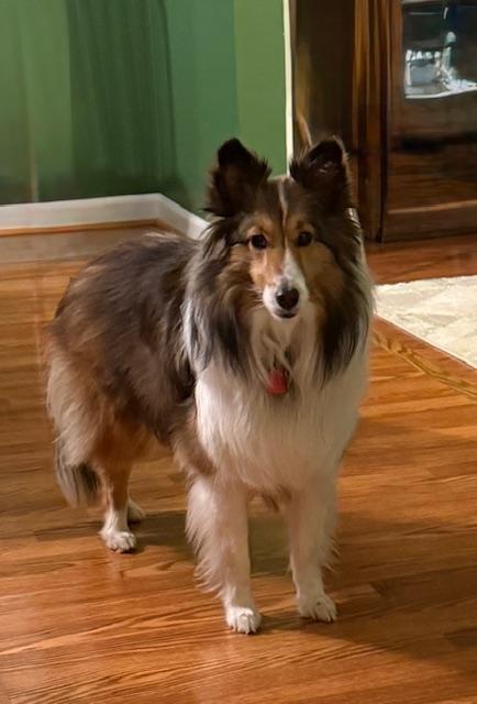 Korra, ADOPTABLE, Adult Female Shetland Sheepdog / Sheltie.
