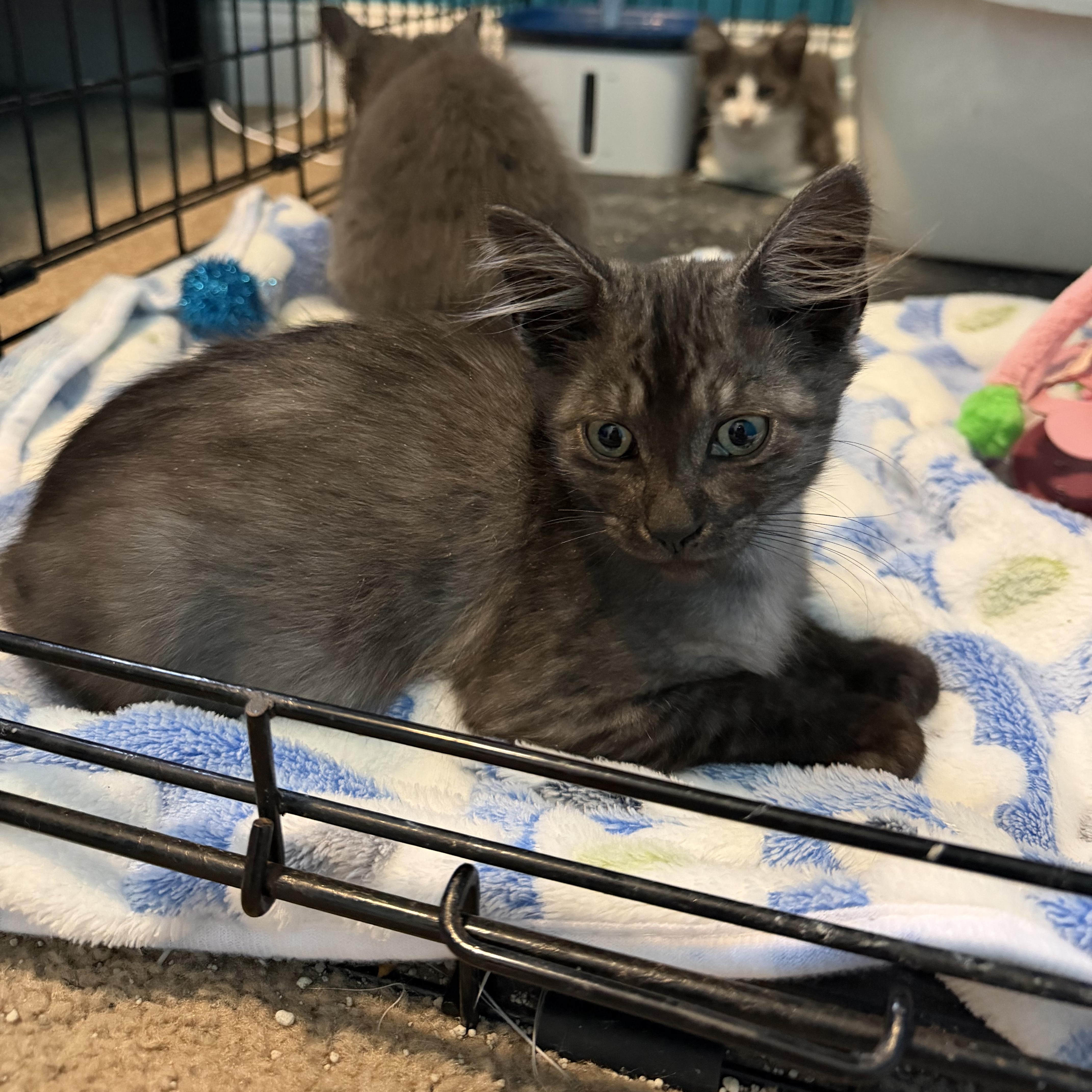 Enlarge Zeus, an adopted Domestic Medium Hair in Lindenhurst, NY image 5/6