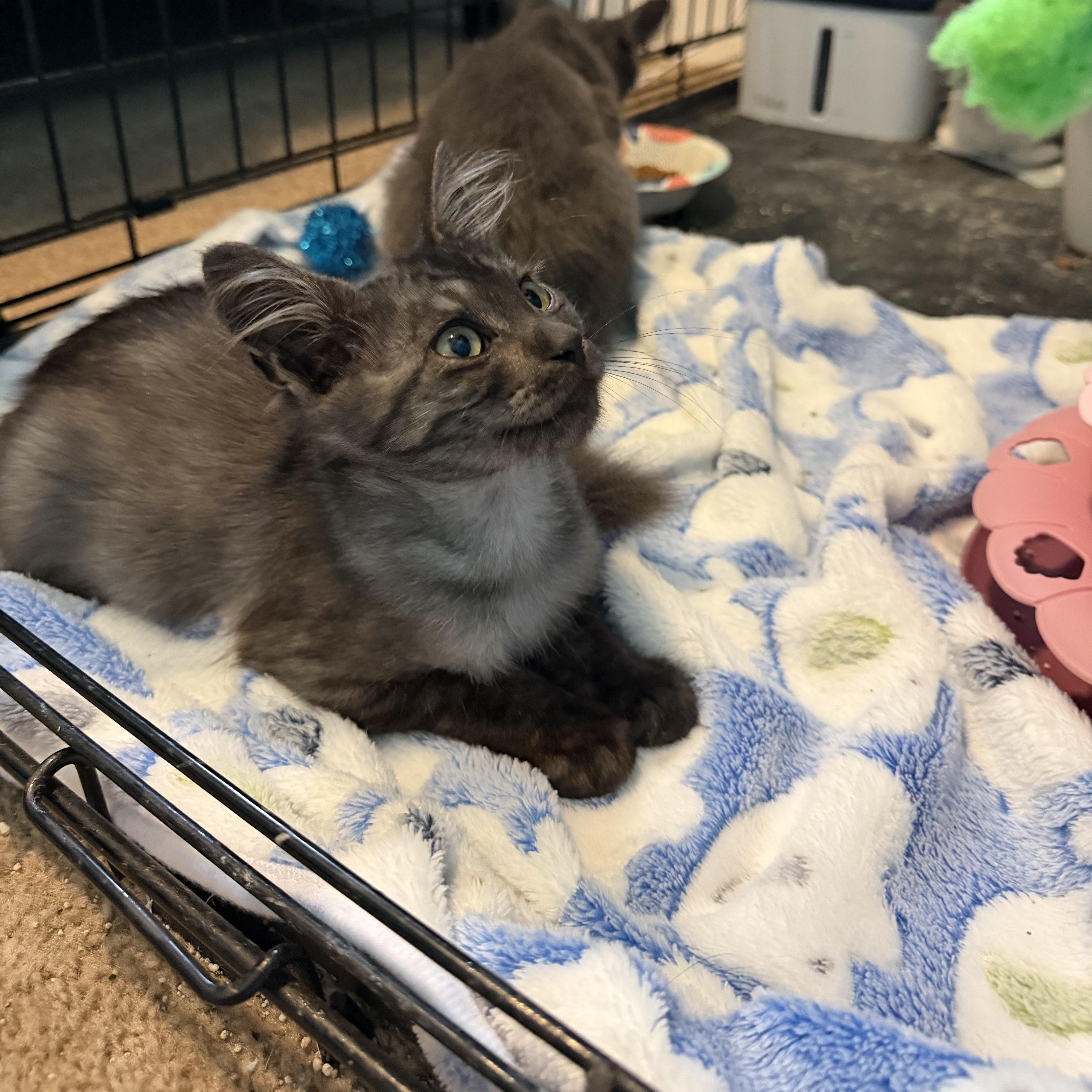 Enlarge Zeus, an adopted Domestic Medium Hair in Lindenhurst, NY image 3/6