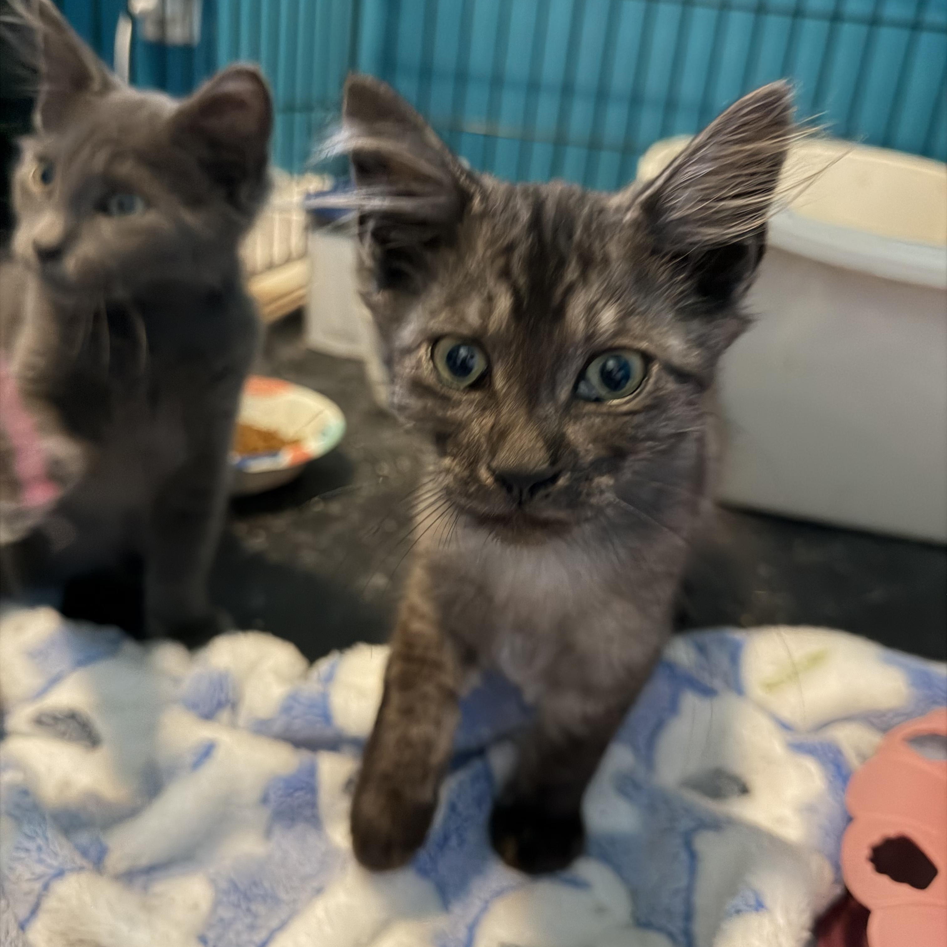 Enlarge Zeus, an adopted Domestic Medium Hair in Lindenhurst, NY image 2/6