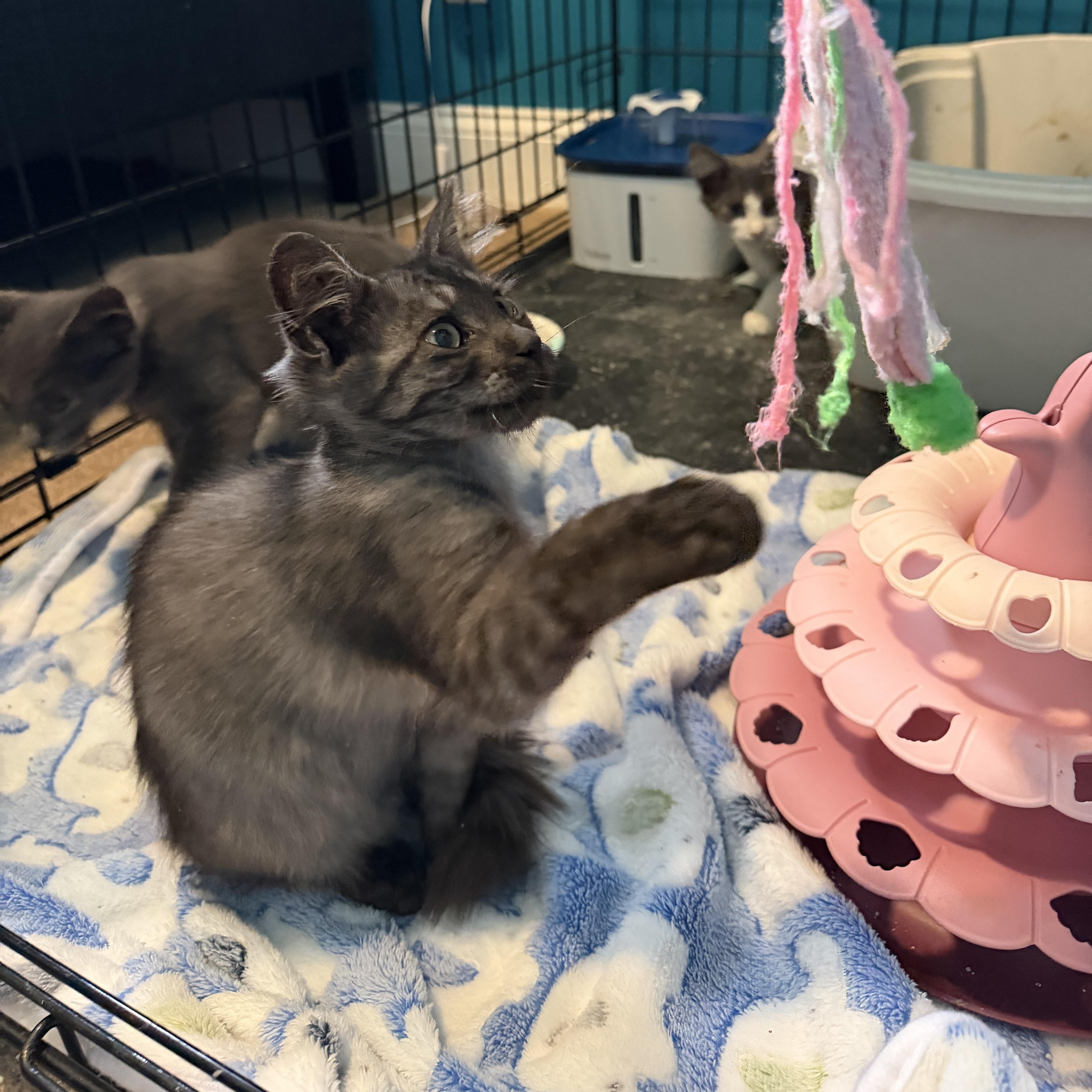 Enlarge Zeus, an adopted Domestic Medium Hair in Lindenhurst, NY image 6/6