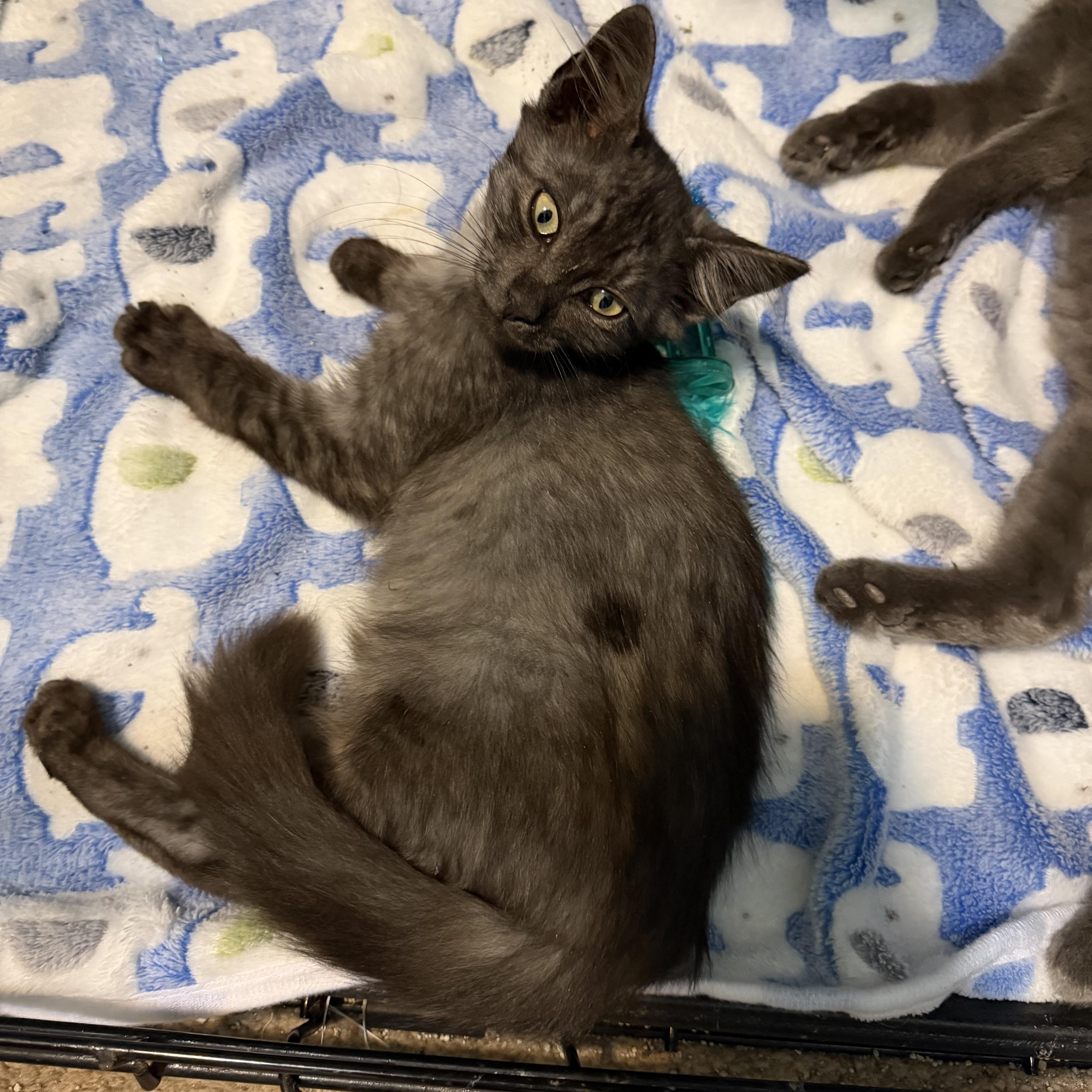Enlarge Zeus, an adopted Domestic Medium Hair in Lindenhurst, NY image 1/6