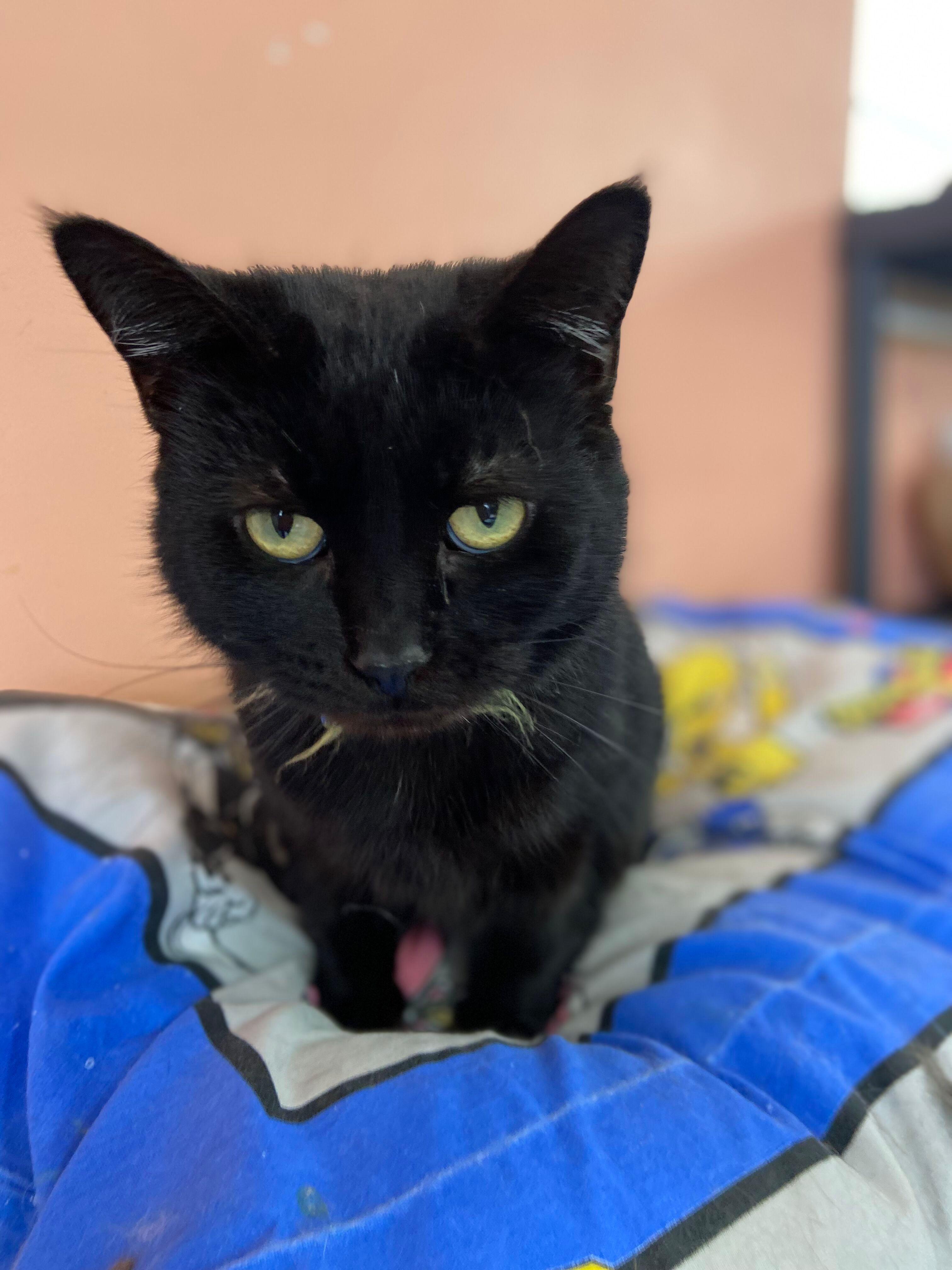 Valerie, Adoptable, Adult Female Domestic Short Hair.