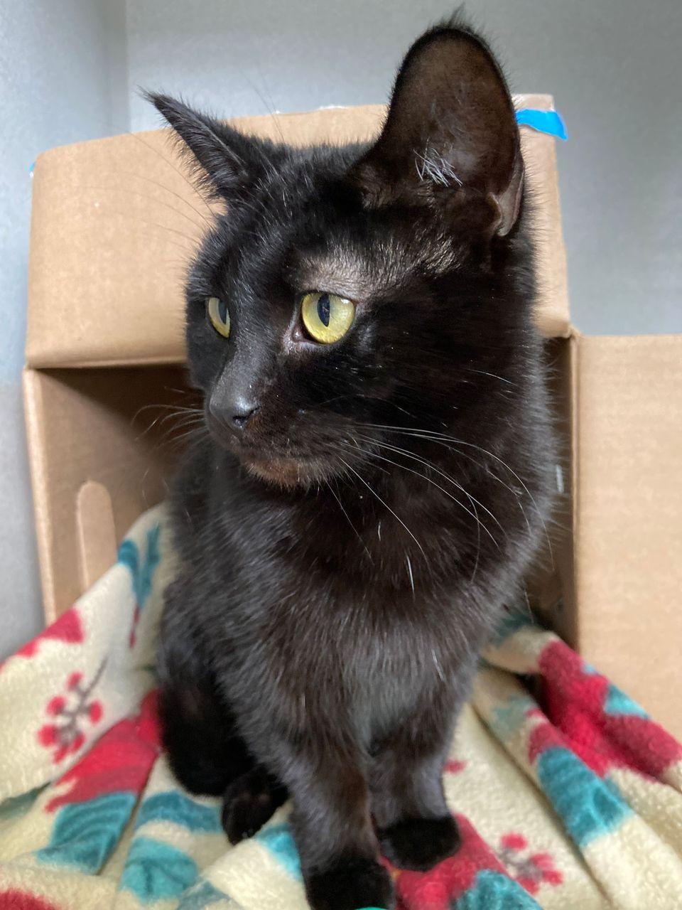 Valerie, a Adoptable Domestic Short Hair in Peru, IN image 3/4