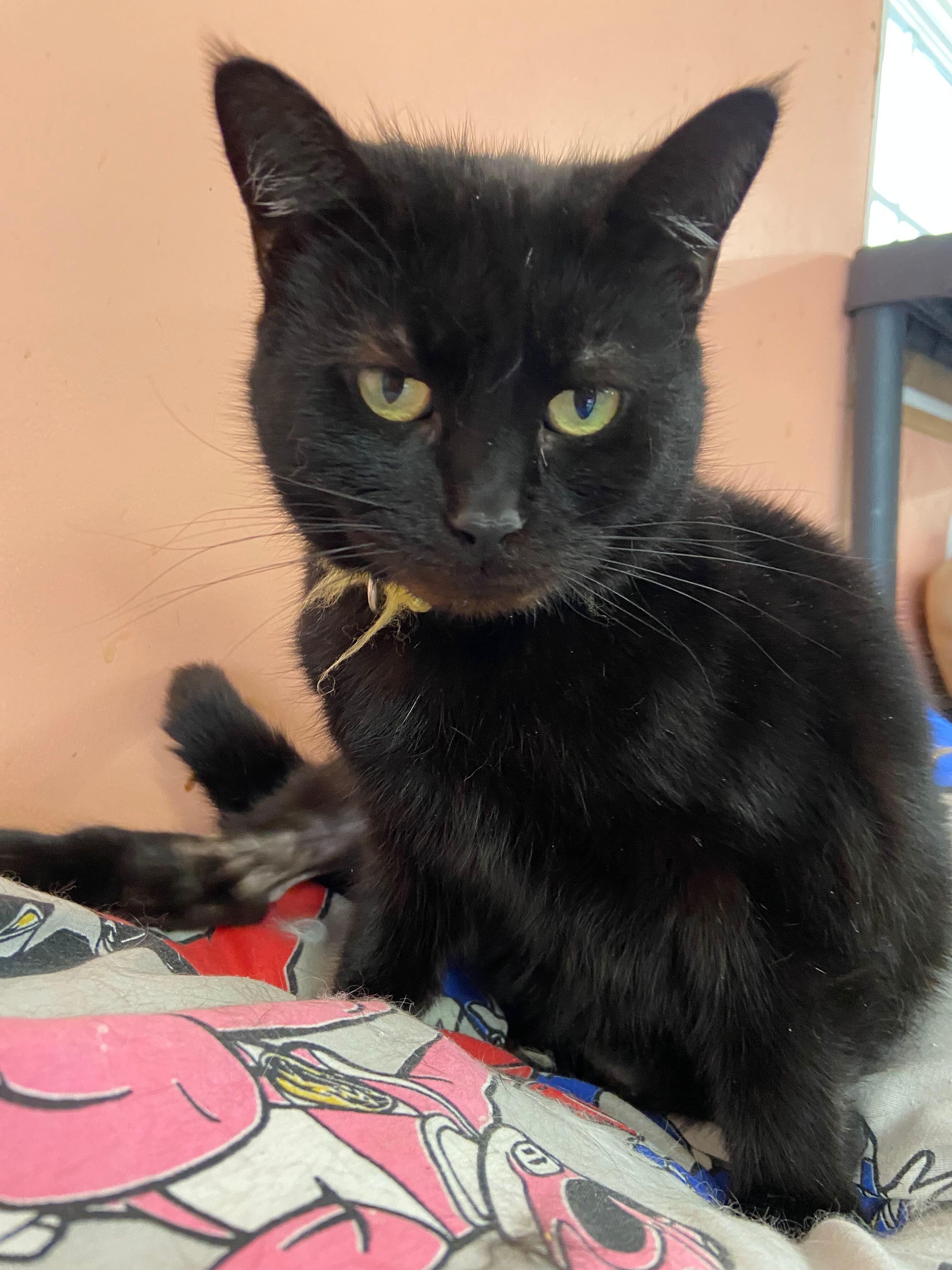 Valerie, a Adoptable Domestic Short Hair in Peru, IN image 1/4