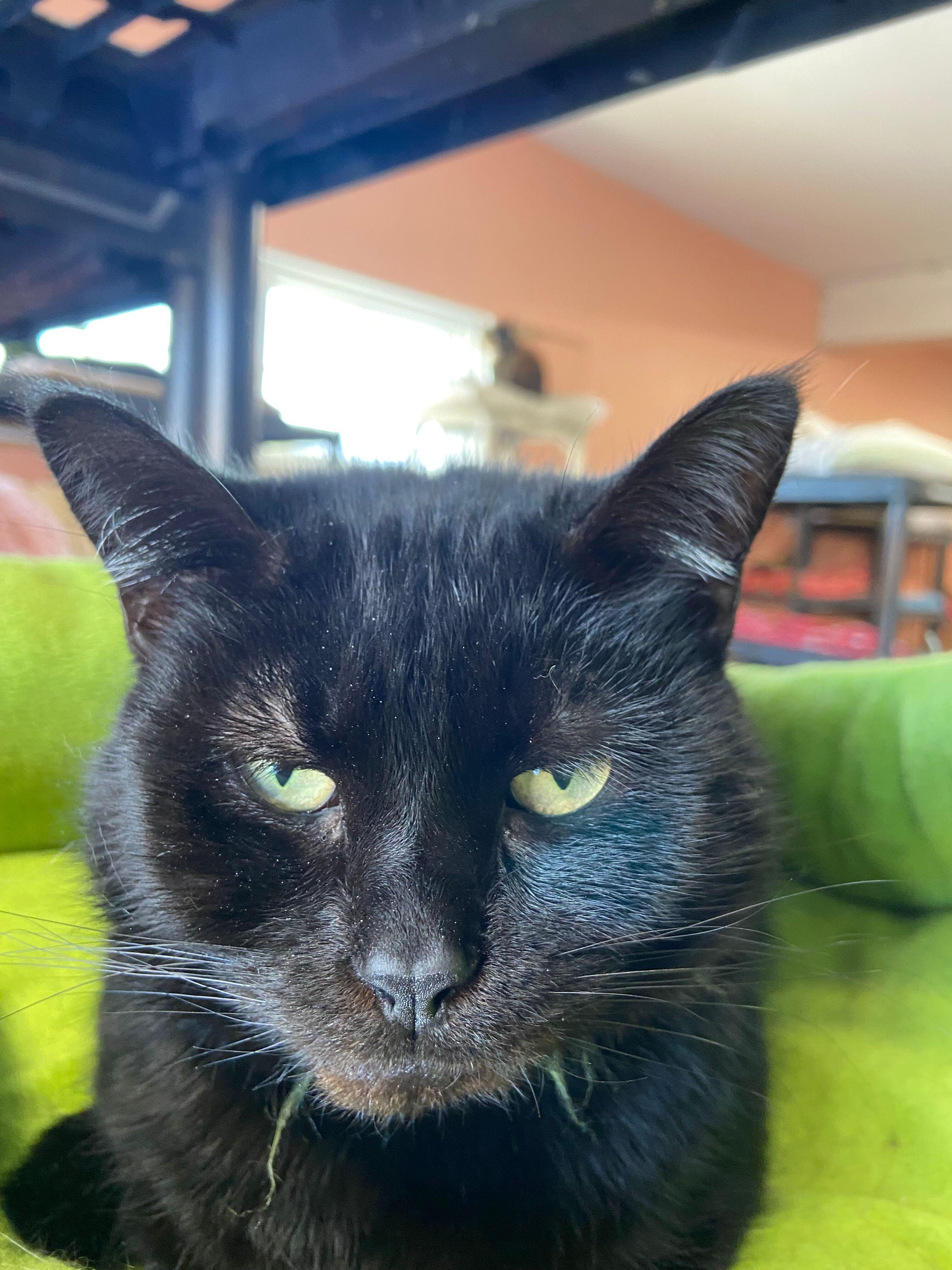 Valerie, a Adoptable Domestic Short Hair in Peru, IN image 4/4