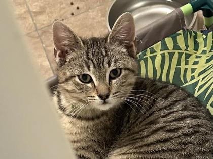 Winnie, Adoptable, Kitten Female Domestic Short Hair & Domestic Short Hair.
