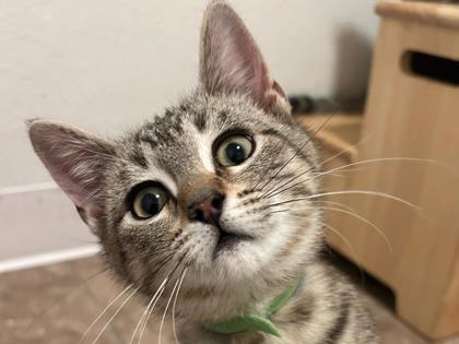 Enlarge Winnie, a Adoptable mixed breed in Maumee, OH image 2/3