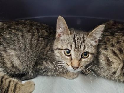 Enlarge Winnie, a Adoptable mixed breed in Maumee, OH image 3/3