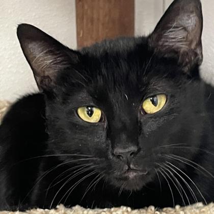 Elvira, Adoptable, Adult Female Domestic Short Hair & Domestic Short Hair.
