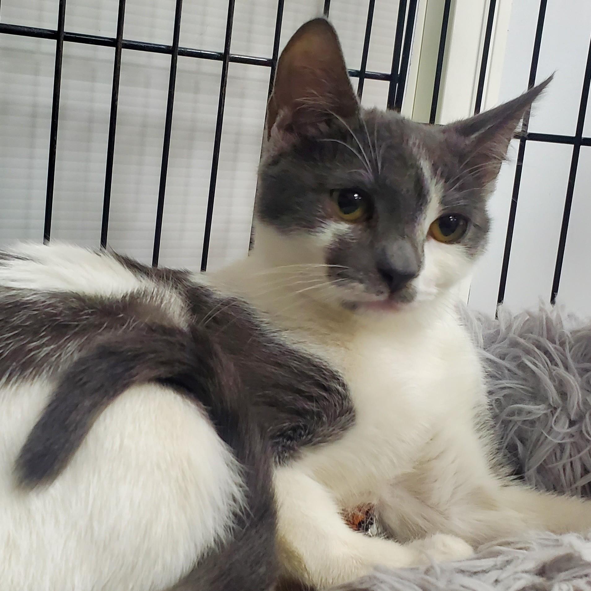 Enlarge Carlotta, a ADOPTABLE Domestic Short Hair in New Haven, CT image 3/4