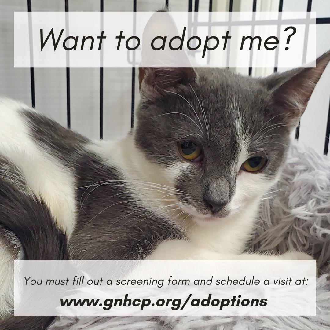 Enlarge Carlotta, a ADOPTABLE Domestic Short Hair in New Haven, CT image 4/4