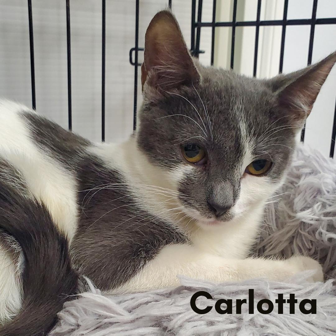 Carlotta, ADOPTABLE, Kitten Female Domestic Short Hair.