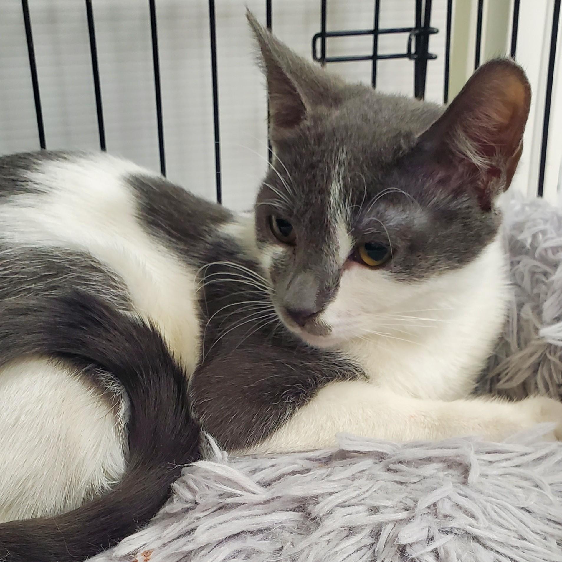 Enlarge Carlotta, a ADOPTABLE Domestic Short Hair in New Haven, CT image 2/4